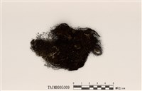 藏品(雙色小孢髮衣)的圖片